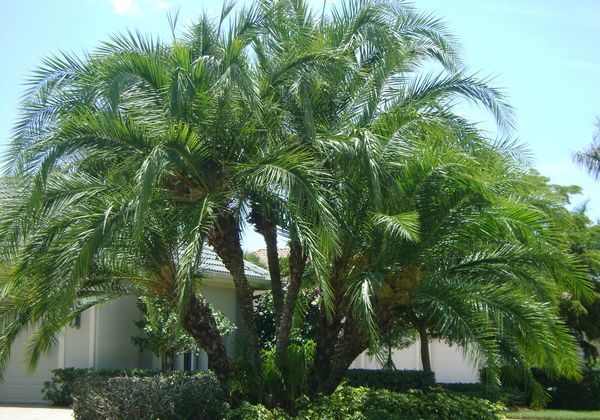 piante tropicali resistenti al freddo piante tropicali resistenti al freddo